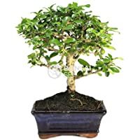 Los mejores  - Bonsai - Carmona- 5 Años (Bonsai Sei - Carmona)